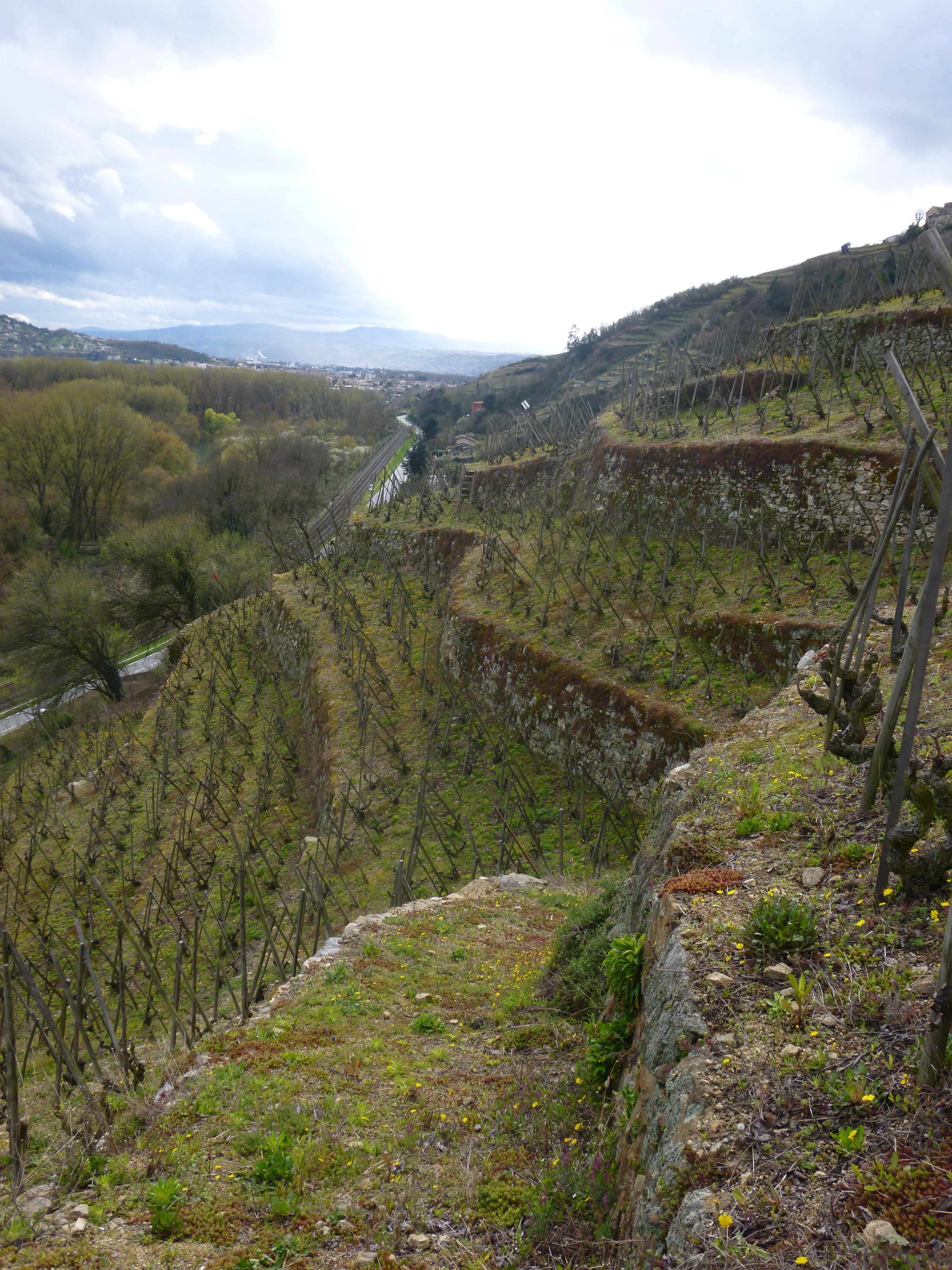 Murets en Côte-Rôtie