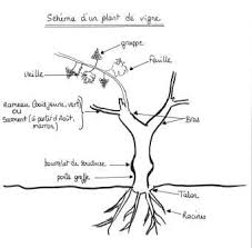 vigne greffée Explication vigne greffée