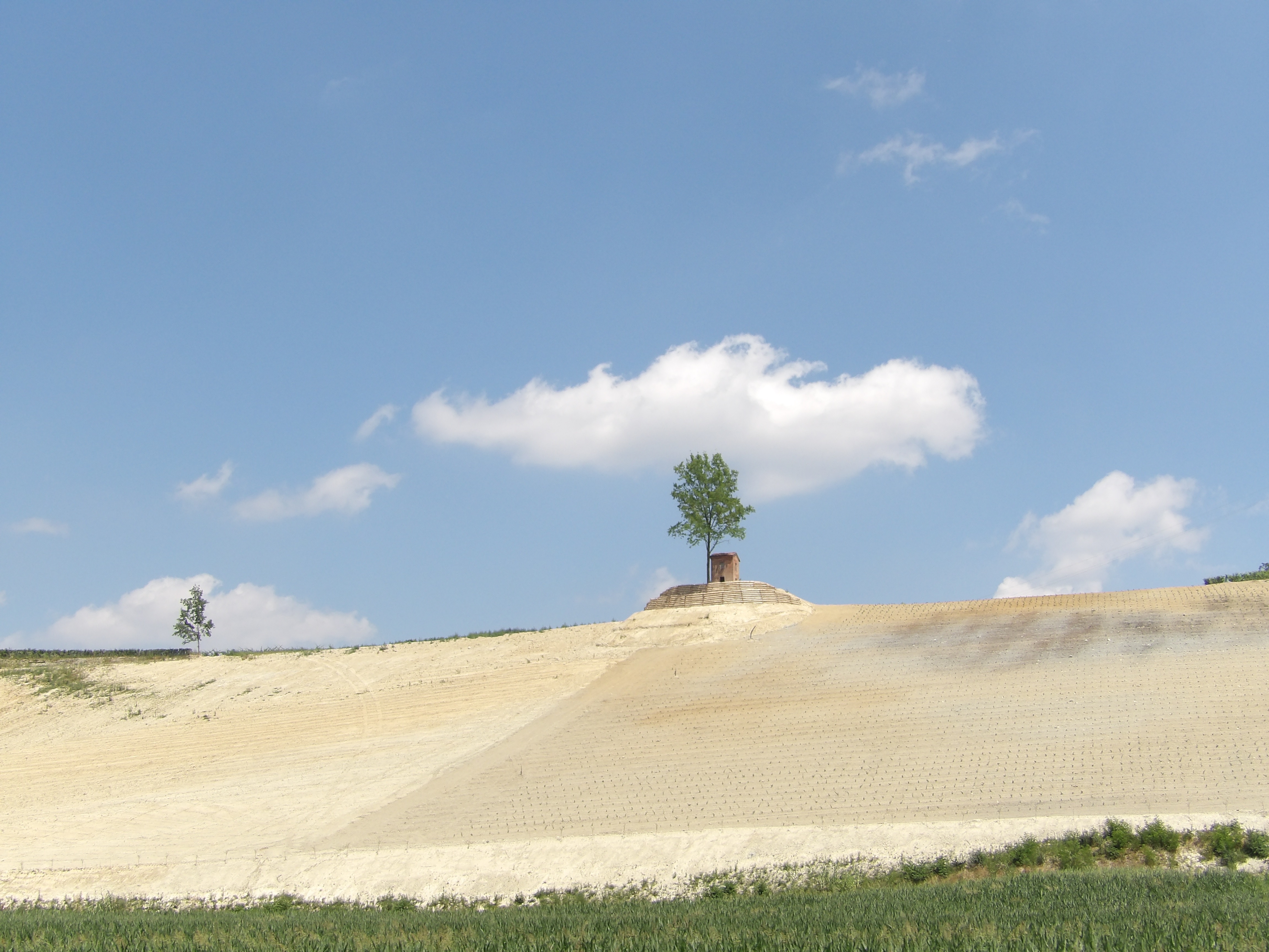 Vignes replantées dans le piémont