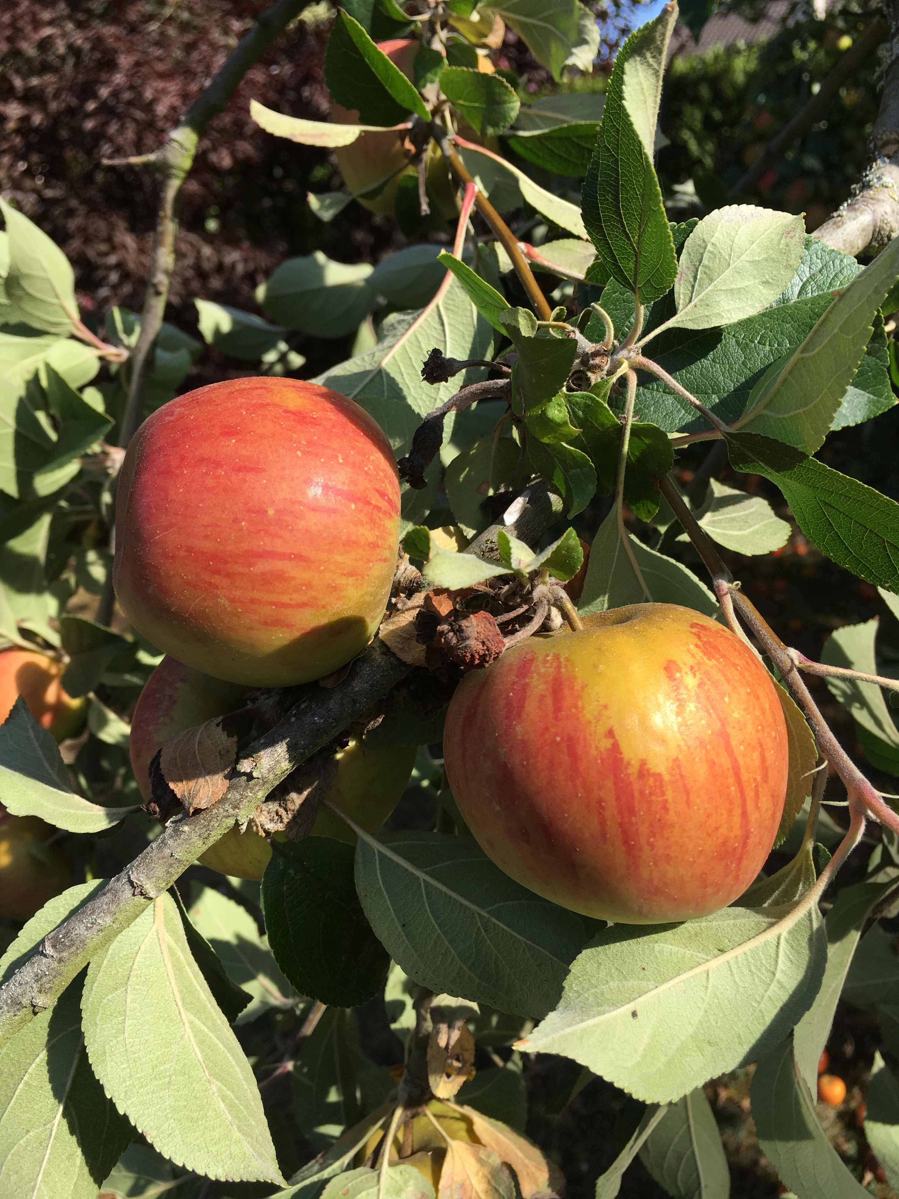 Pommes, fruits de la rentrée