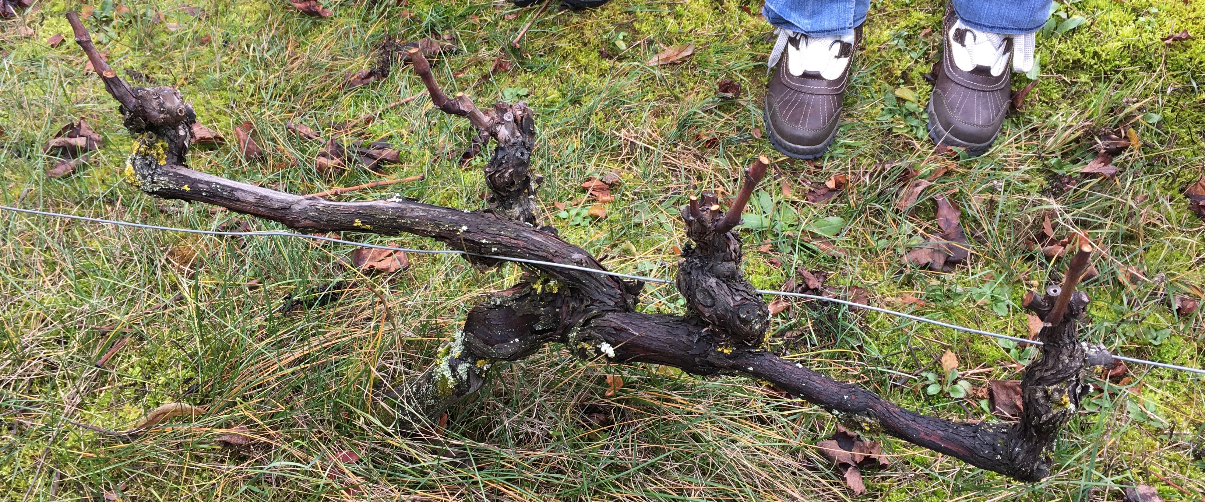 cours oenologie Paris