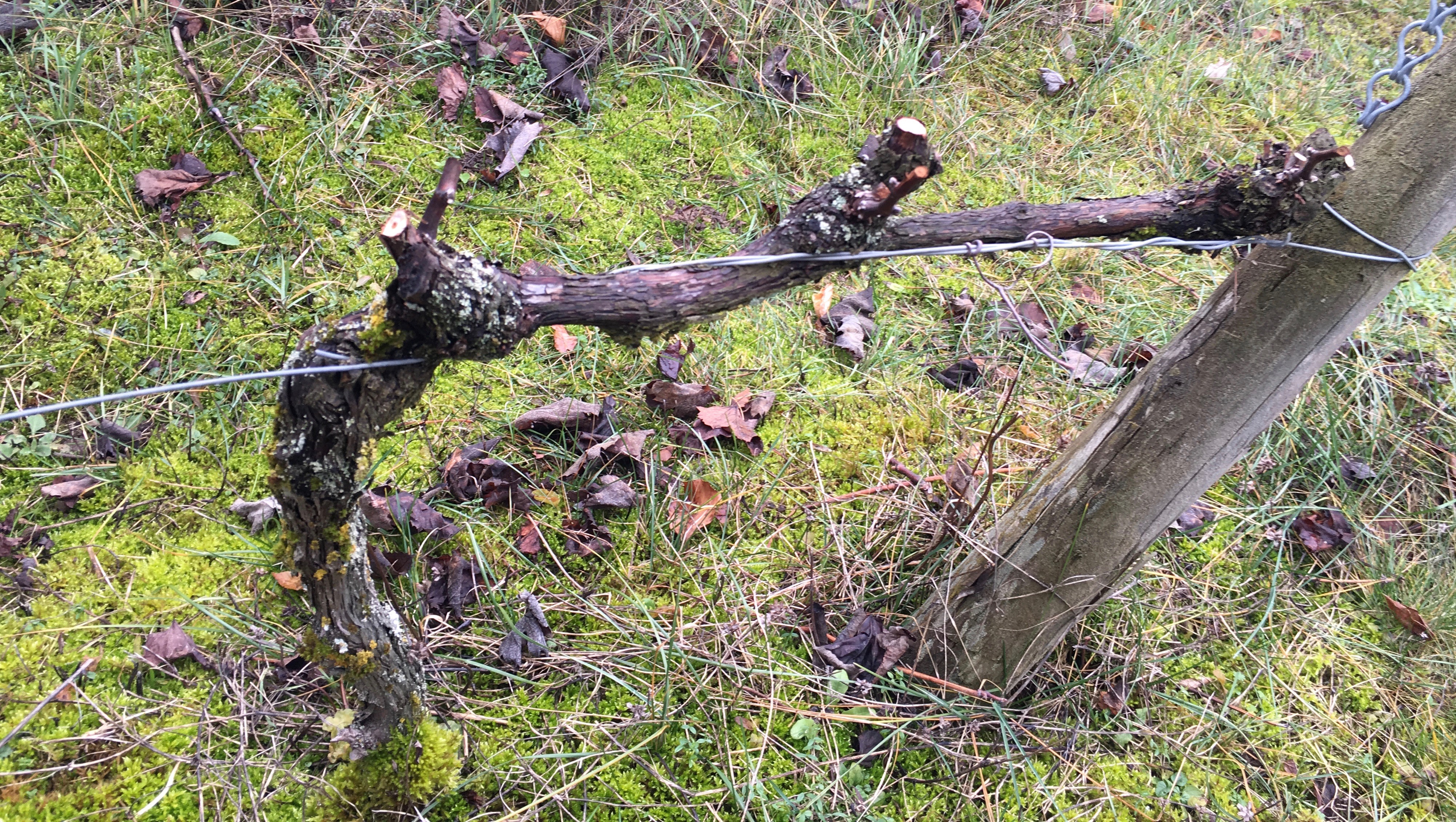 cours oenologie paris Marielle Kubik