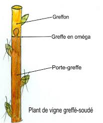Plan de vigne greffé