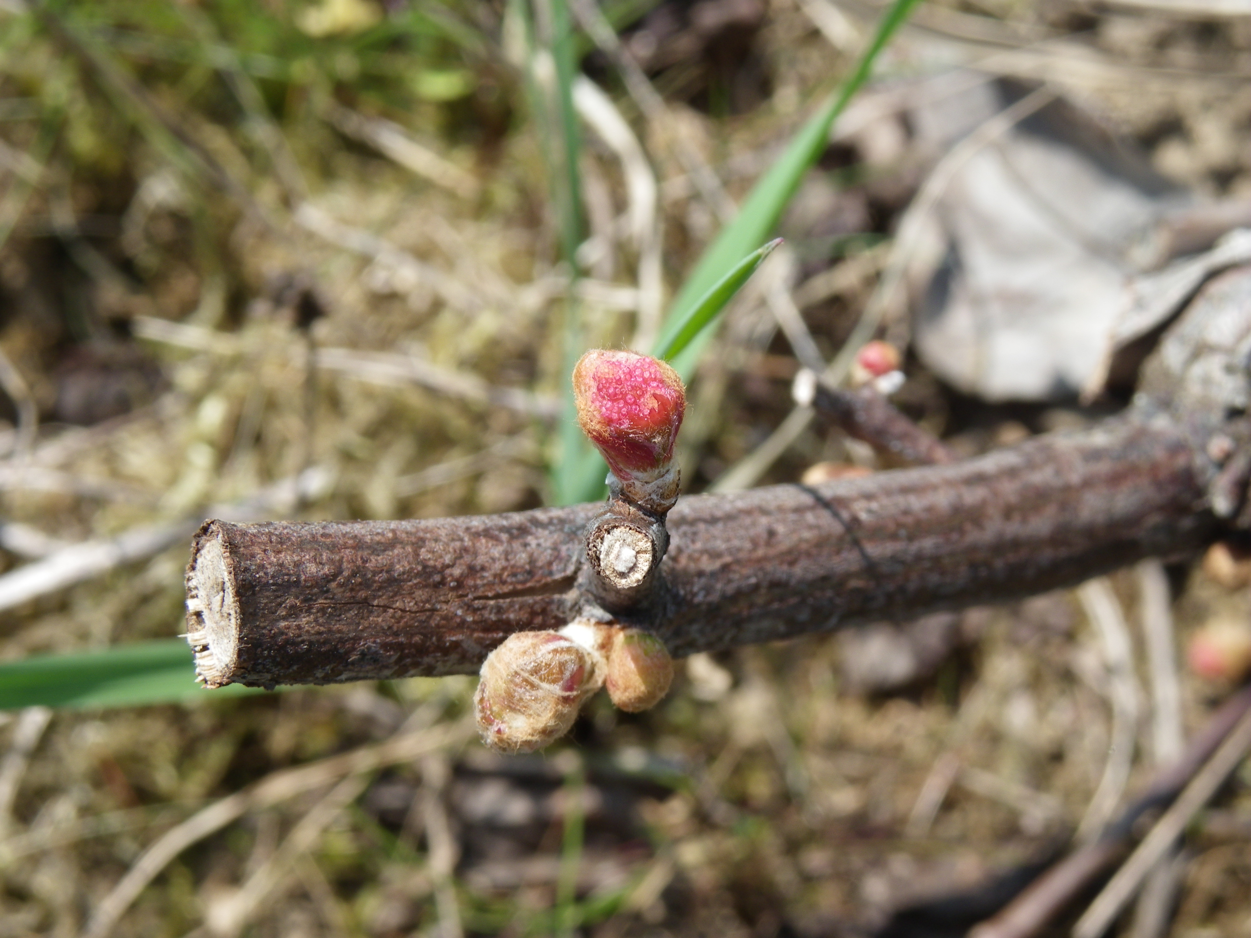 Le bourgeon prêt à éclore - cours oenologie Paris Orléans