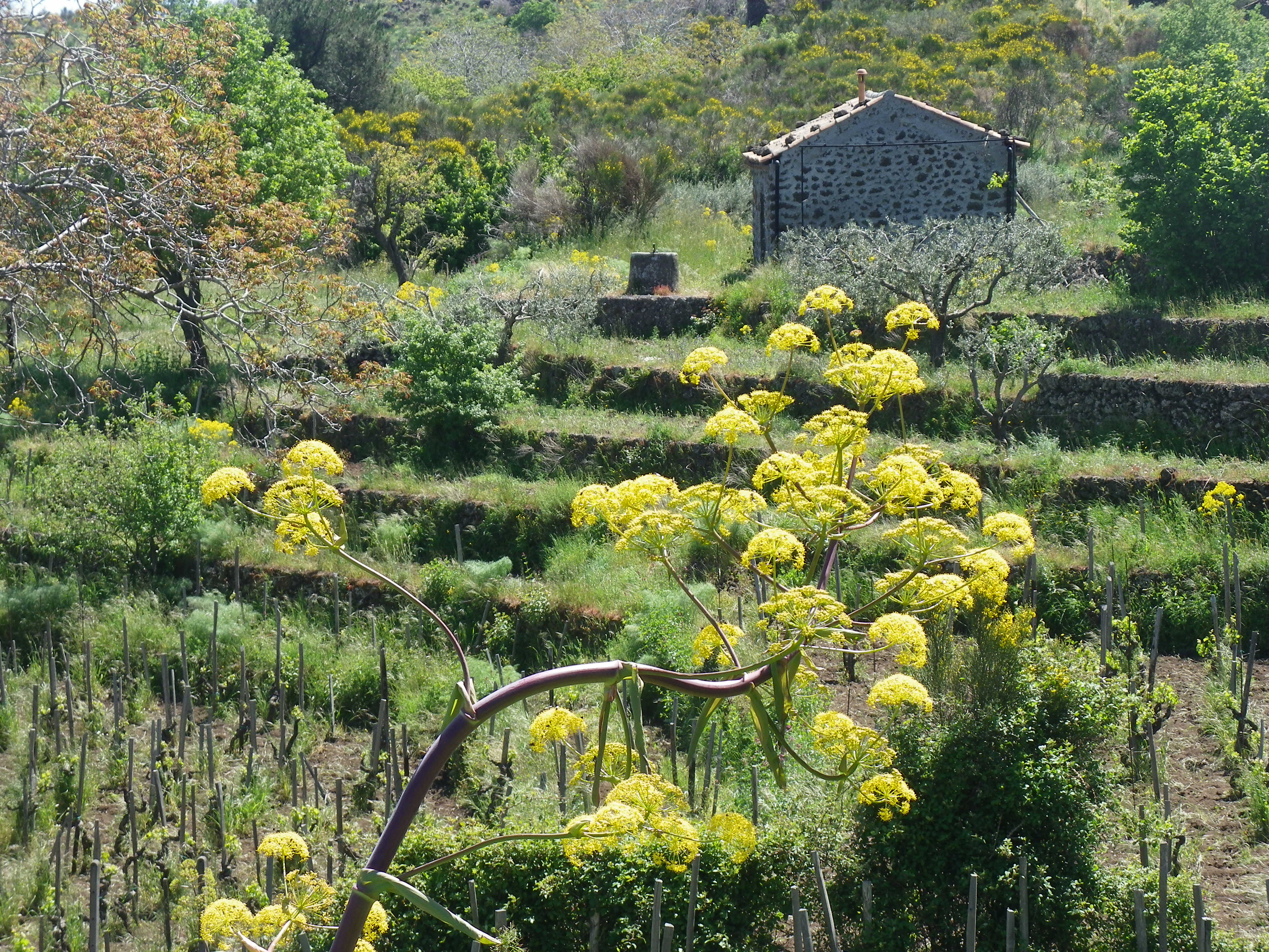 Sicile Domaine Cornelissen